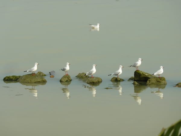 Bracconaggio, cambiamento climatico, inquinamento: tutte le minacce al Delta del Po